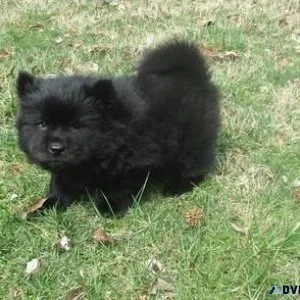Lovely Chow Chow Puppies