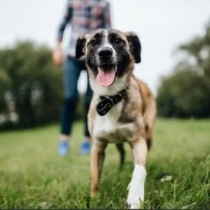 Find the best dog training in bangalore