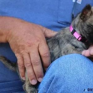 Beautiful Cairn Terrier puppies available