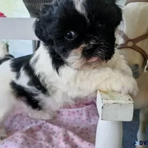 Shih-tzu puppy Female