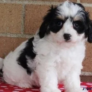 Beautiful Cavachon puppies.