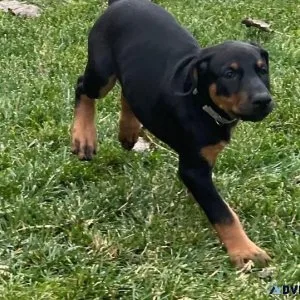 Well Trained Doberman Pinscher puppies.