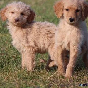 Amazing Cockapoo Puppies. Boys and girls