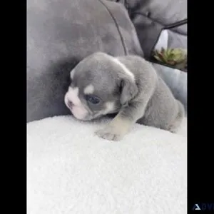 English-bulldog for sell malefemale