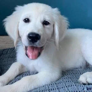 Adorable English Golden Retriever puppies for sale