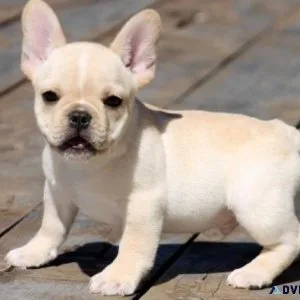 AKC French Bulldog puppies available