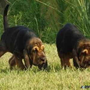 Healthy Bloodhound puppies.