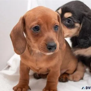 Smooth Coat Mini Dachshund Puppies