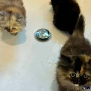 Rehoming Persian Kittens.