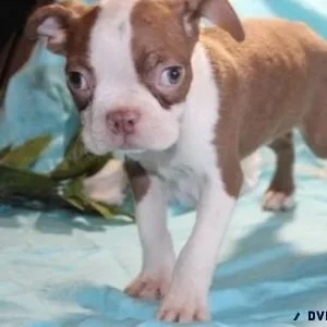 Male and female Boston Terrier puppies available