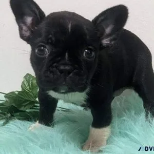AKC Frenchton puppies available.