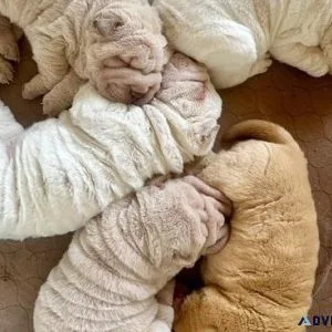 Stunning Chinese Shar-Pei Puppies. Boys and girls