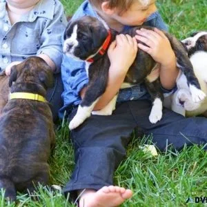 AKC Boxer puppies available now