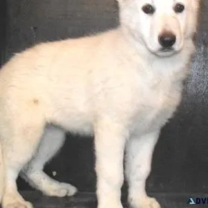 AKC White Shepherd puppies available.