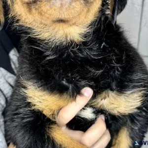 Rottweiler Puppy