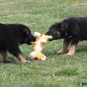 AKC German Shepherd puppies available