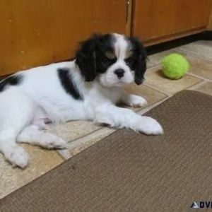 Home raised Cavalier King Charles Spaniel puppies