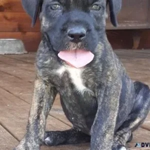 Home raised Cane Corso puppies