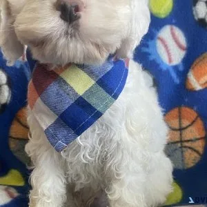 cockapoo puppies
