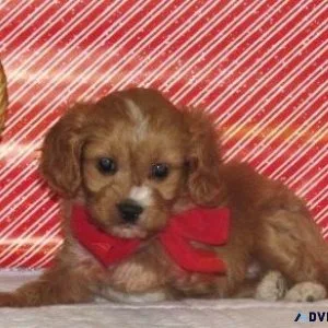 Well Socialized Cavapoo puppies for sale.