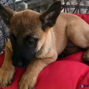 AKC Belgian Malinois Puppies Available