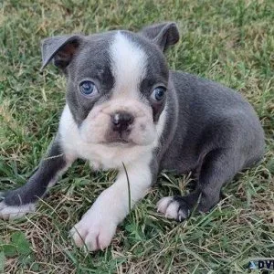 New Litter of Boston Terrier Puppies Available
