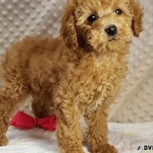 CKC reg. Cockapoo Puppies Available