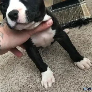 AKC American Pit Bull Terrier puppies