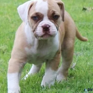Adorable American Bulldog puppies