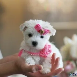 AKC registered Teacup Maltese puppies