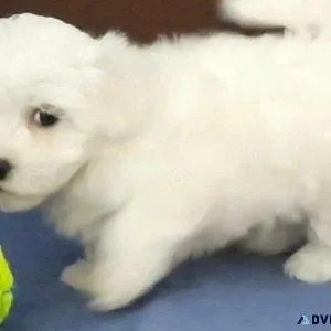 Healthy Bichon Frise Puppies Available.