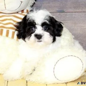 Male and female Havanese Puppies Available