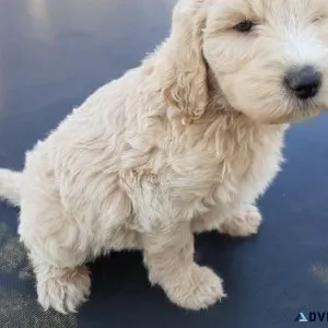 Beautiful Goldendoodle puppies Available