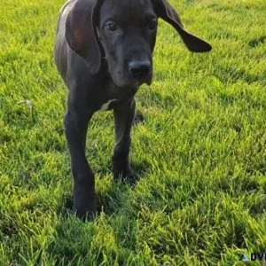 House Raised Great Dane Puppies.