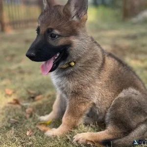 AKC reg. German Shepherd puppies Available
