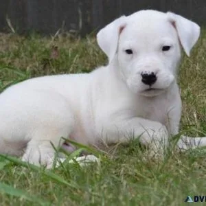 Affectionate Dogo Argentino Puppies