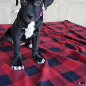 AKC Cane Corso puppies.