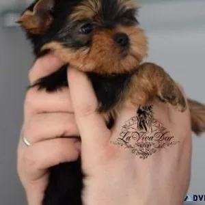AKC registered Teacup Yorkie puppies available