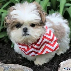 AKC registered Shih Tzu puppies available