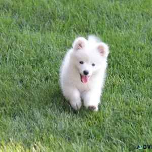 Home raised American Eskimo puppies