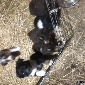 Australian Shepherd puppies