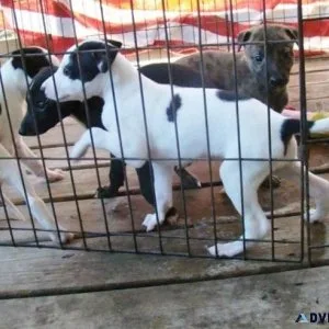 Adorable Greyhound Puppies