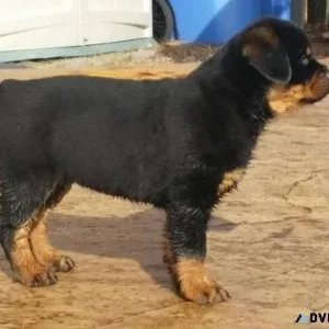 AKC German Rottweiler Puppies Available