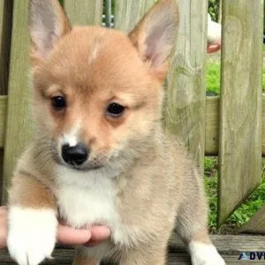 Male and female Pembroke Welsh Corgi puppies