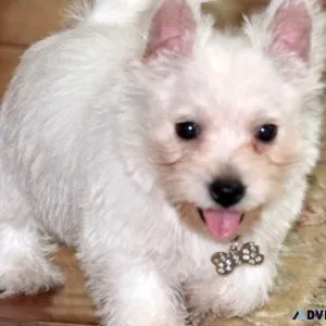 AKC registered West Highland White Terrier puppies