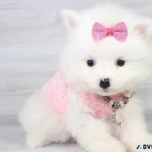 AKC registered Pomeranian puppies available