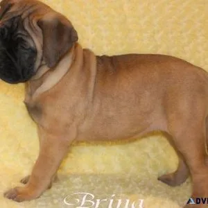 Home raised Bullmastiff puppies.