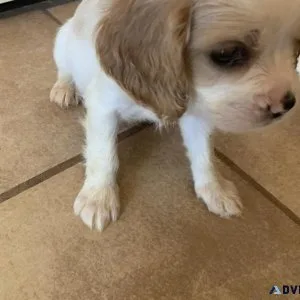 Female Puppies