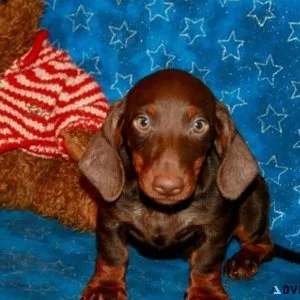 Beautiful Dachshund Puppies Available