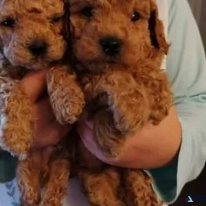 CKC reg. Toy Poodle Puppies